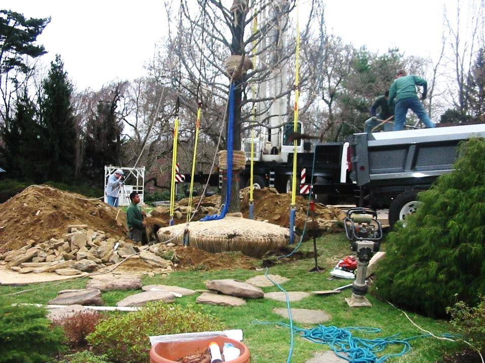 large tree installation